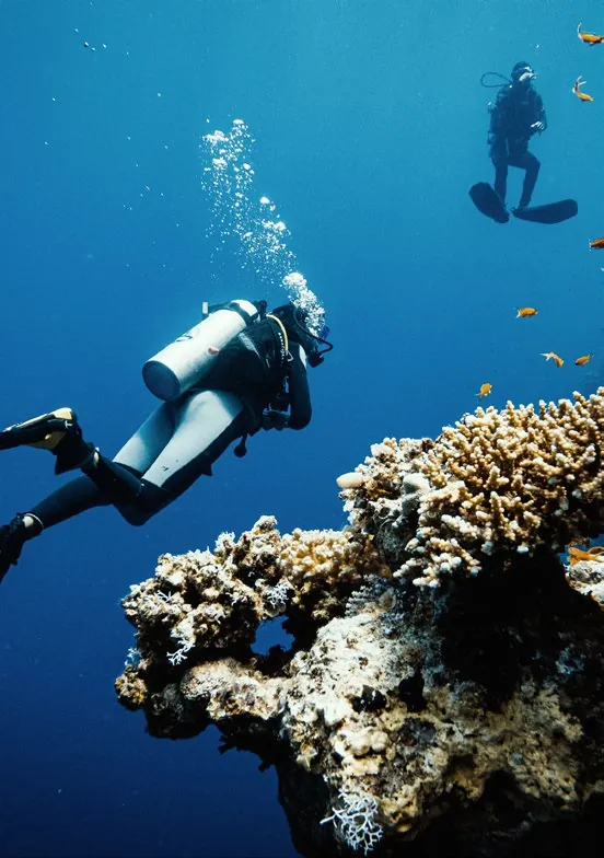 Diving in the Sea of Oman